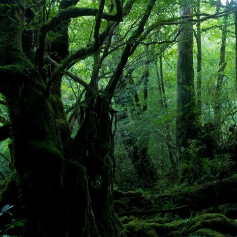 鹿児島県屋久島種子島１