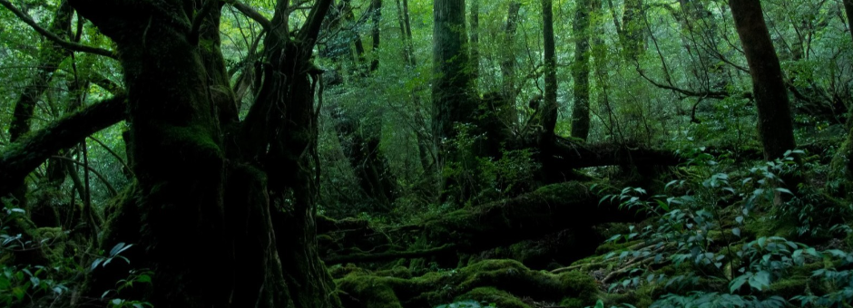 鹿児島県屋久島種子島２