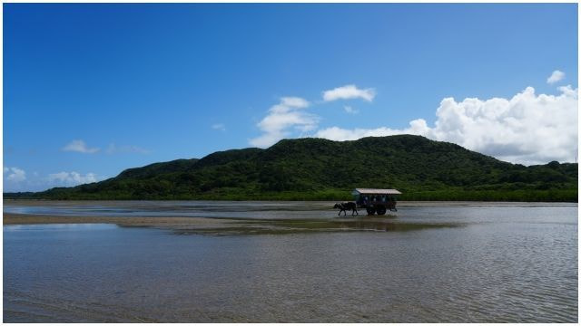 西表島由布島水牛車