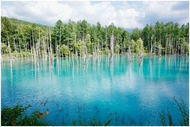 美瑛白金青い池