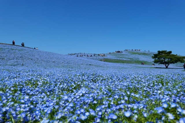 ひたちなか海浜公園