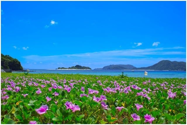 座間味島阿真ビーチ